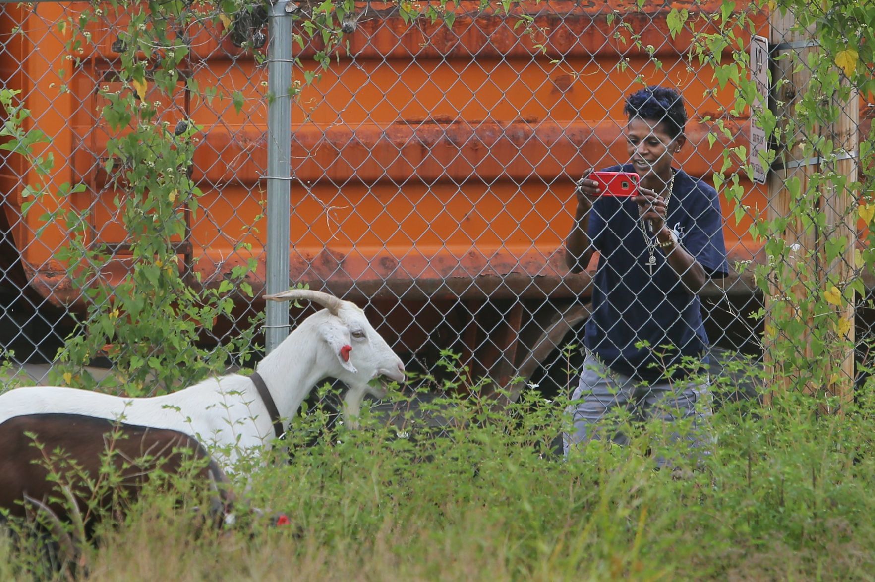 Goats make quick work of urban clearing